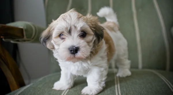 şirin bichon havanese köpek yavrusu