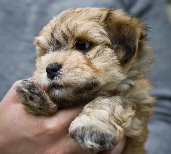 şirin bichon havanese köpek yavrusu