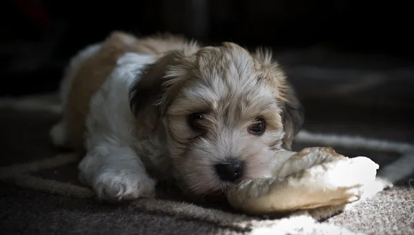 şirin havanese köpek yavrusu