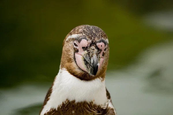 penguen