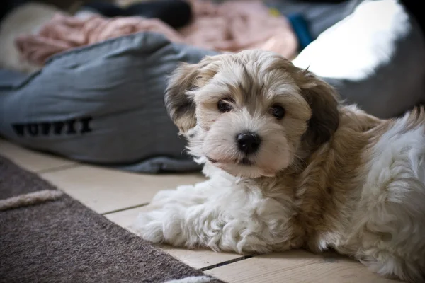 Schattig bichon Havanezer pup Rechtenvrije Stockfoto's