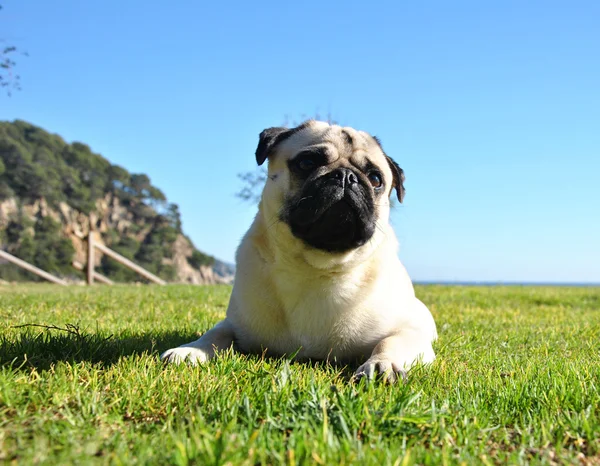 Cão na grama — Fotografia de Stock