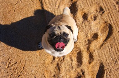 Pug köpek