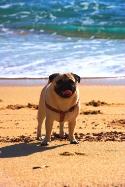 Pug köpek bir Beach