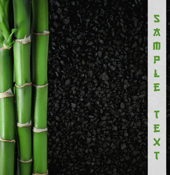 Solid bamboo — Stockfoto
