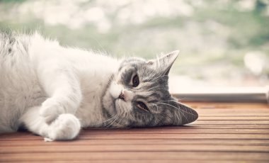 Kedi yalan söylüyor