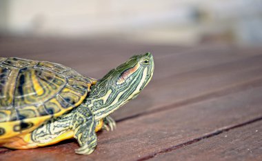 tatlı su kaplumbağası