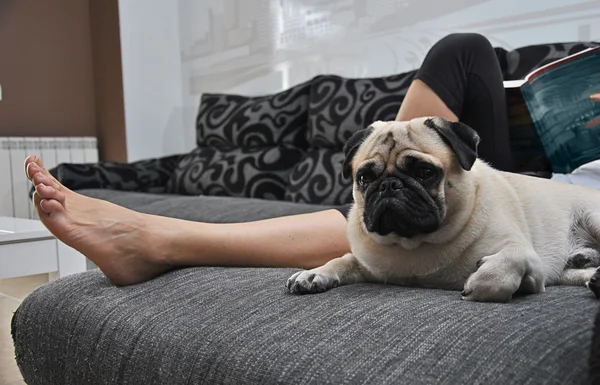 Mops hunden liggande på soffan — Stockfoto