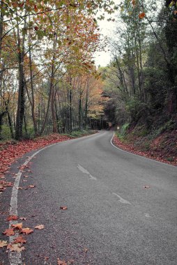 sonbahar ormanı dar yol
