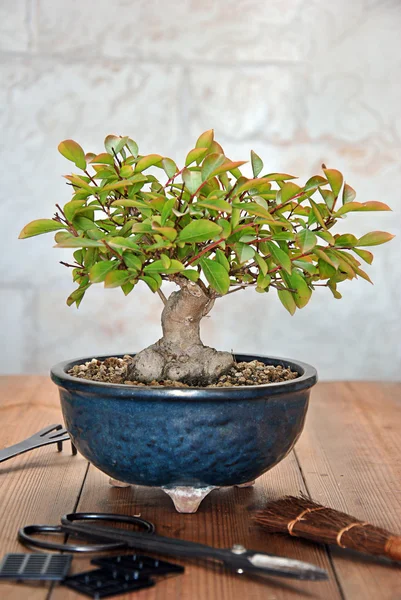 Bonsai with tools — Stock Photo, Image