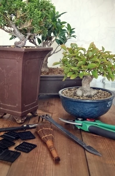 Bonsai z narzędzia — Zdjęcie stockowe