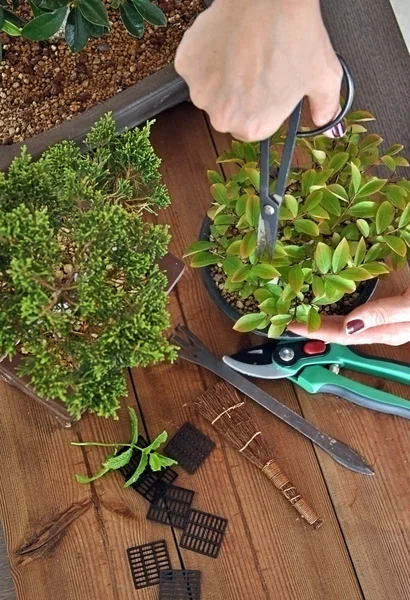 Bonsai con attrezzi — Foto Stock