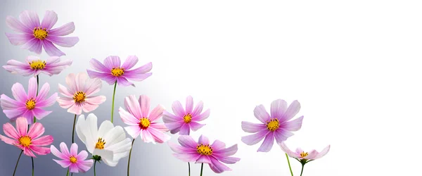 Flowers — Stock Photo, Image