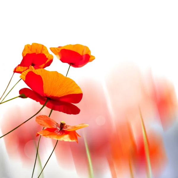 Poppy — Stock Photo, Image