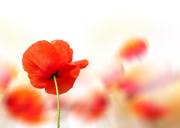 Poppy — Stock Photo, Image