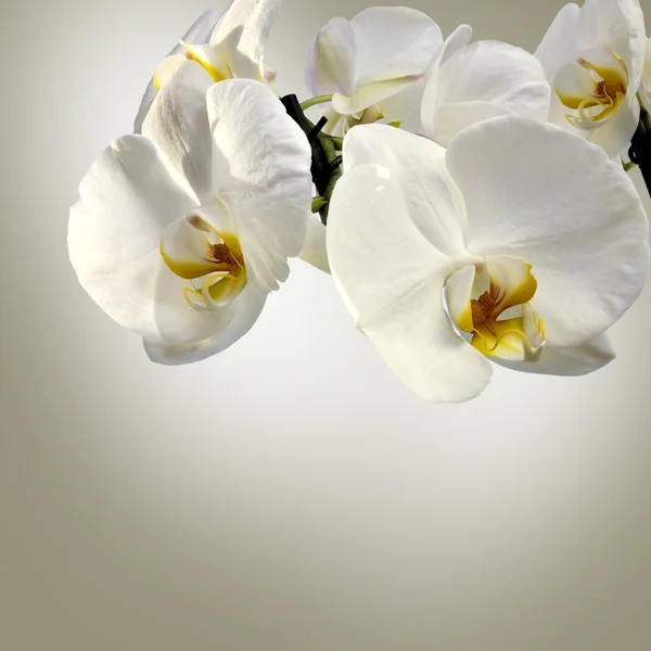 Orchidee Stockafbeelding