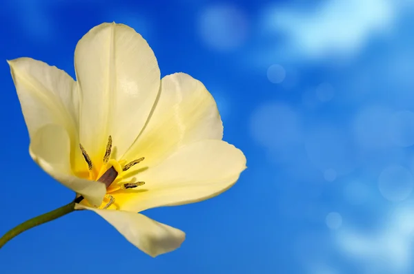 Tulpe — Stockfoto