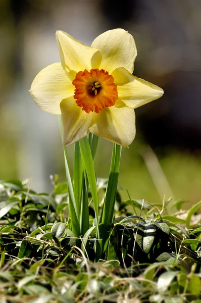 Daffodil — Zdjęcie stockowe