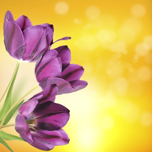 Tulpen — Stockfoto