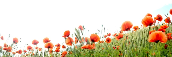 Papaver — Stockfoto