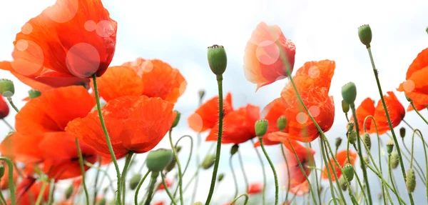 Papaver — Stockfoto