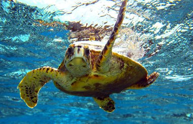 sea turtle clipart
