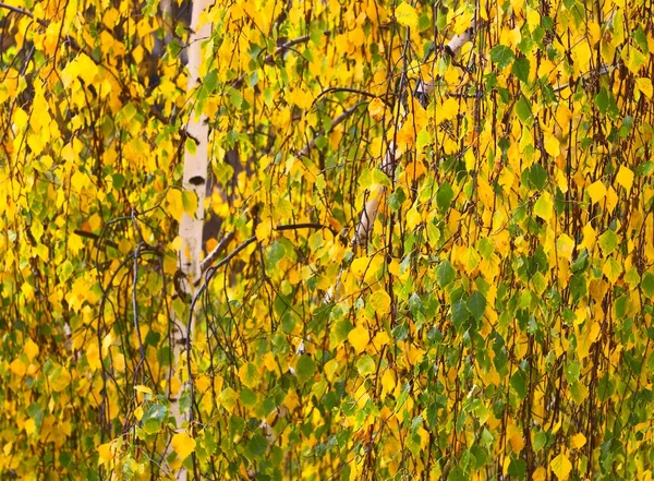 Nel Parco della Betulla — Foto Stock