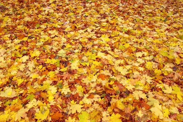 Nice autumn leaves — Stock Photo, Image