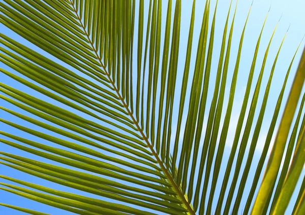 棕榈树叶 n3 — 图库照片