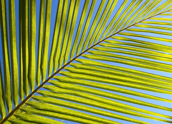 Folha de palmeira — Fotografia de Stock