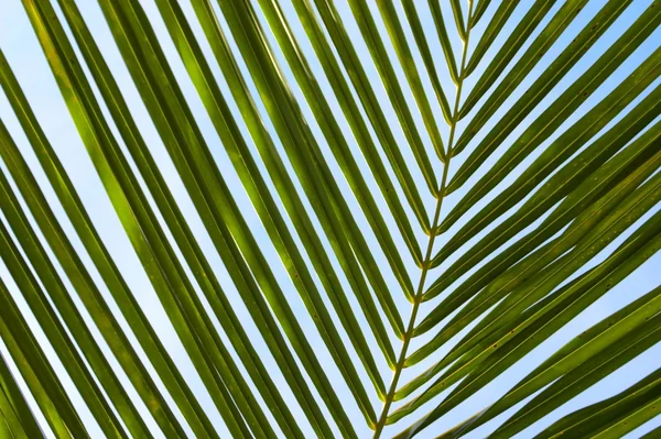 棕榈叶 — 图库照片