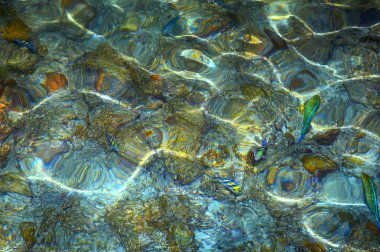 Balık ve su ripples