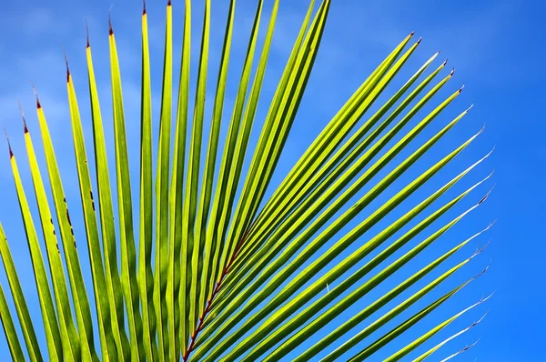 Palm boom blad n51 — Stockfoto