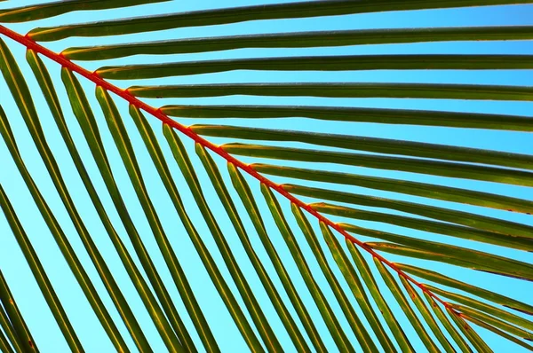 Palm tree leaf N52 — Stock Photo, Image