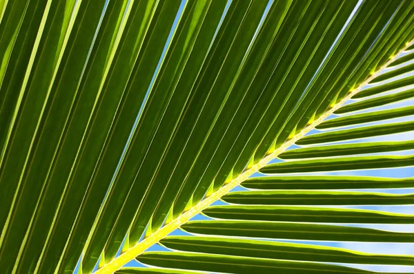 Palmiye ağacı yaprak n53 — Stok fotoğraf
