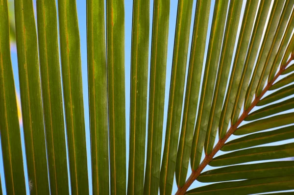 Palm tree leaf N56 — Stock Photo, Image