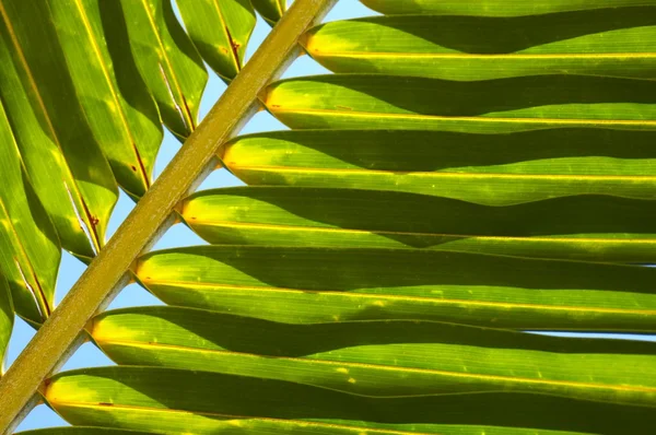 Palm tree leaf N58 — Stock Photo, Image