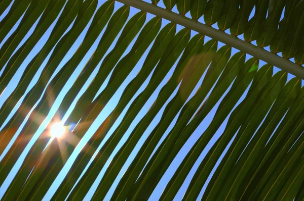 棕榈树叶 n59 — 图库照片