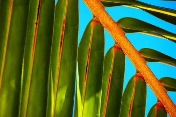 Palm tree leaf N511 — Stock Photo, Image
