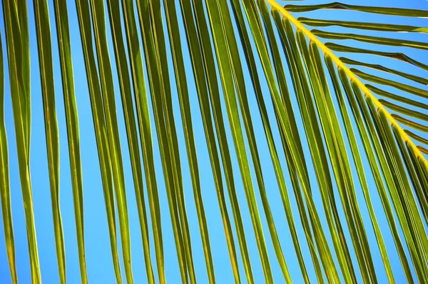 Folha de palmeira N512 — Fotografia de Stock
