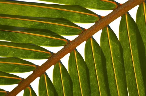 Palm tree leaf N514 — Stock Photo, Image