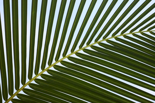 Palm tree leaf N515 — Stock Photo, Image