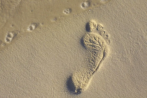 Footstep on the coral sandy beach N54 — Stok fotoğraf