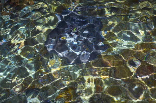 Water ripples and fish — Stock Photo, Image