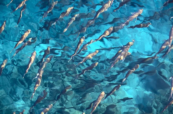 Escuela de peces — Foto de Stock