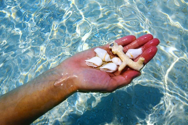 Mão com corais — Fotografia de Stock