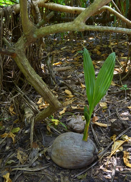 Baby palmtree — Stock Photo, Image