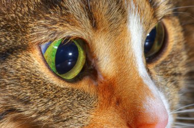 bir kedinin kafasını