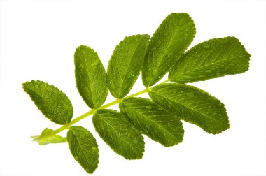 Beyaz arkaplanda yaprak