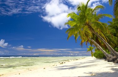Hint Okyanusu'nda çekici palmtrees